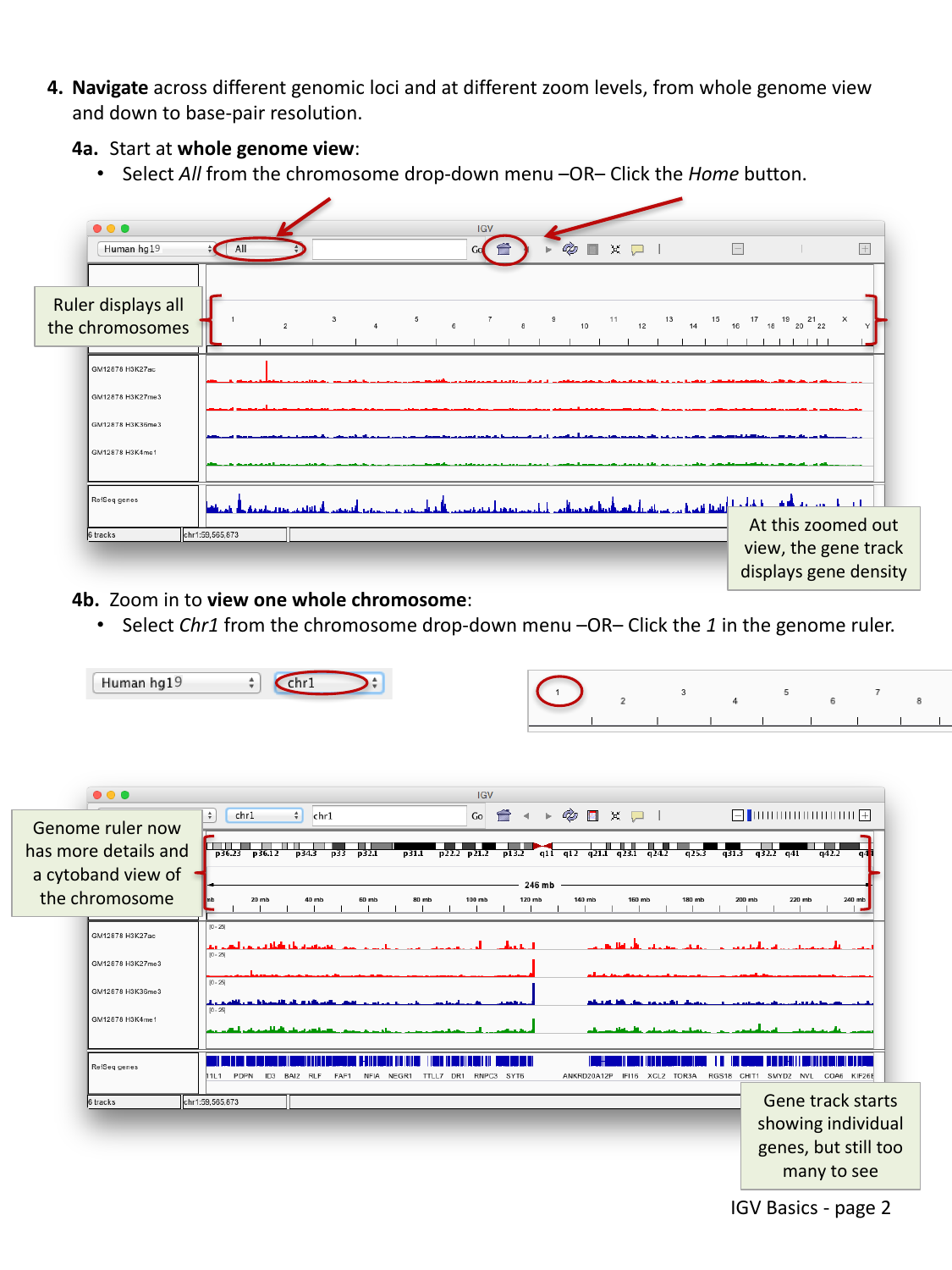 IGV whole genome view and chromosome 1 view