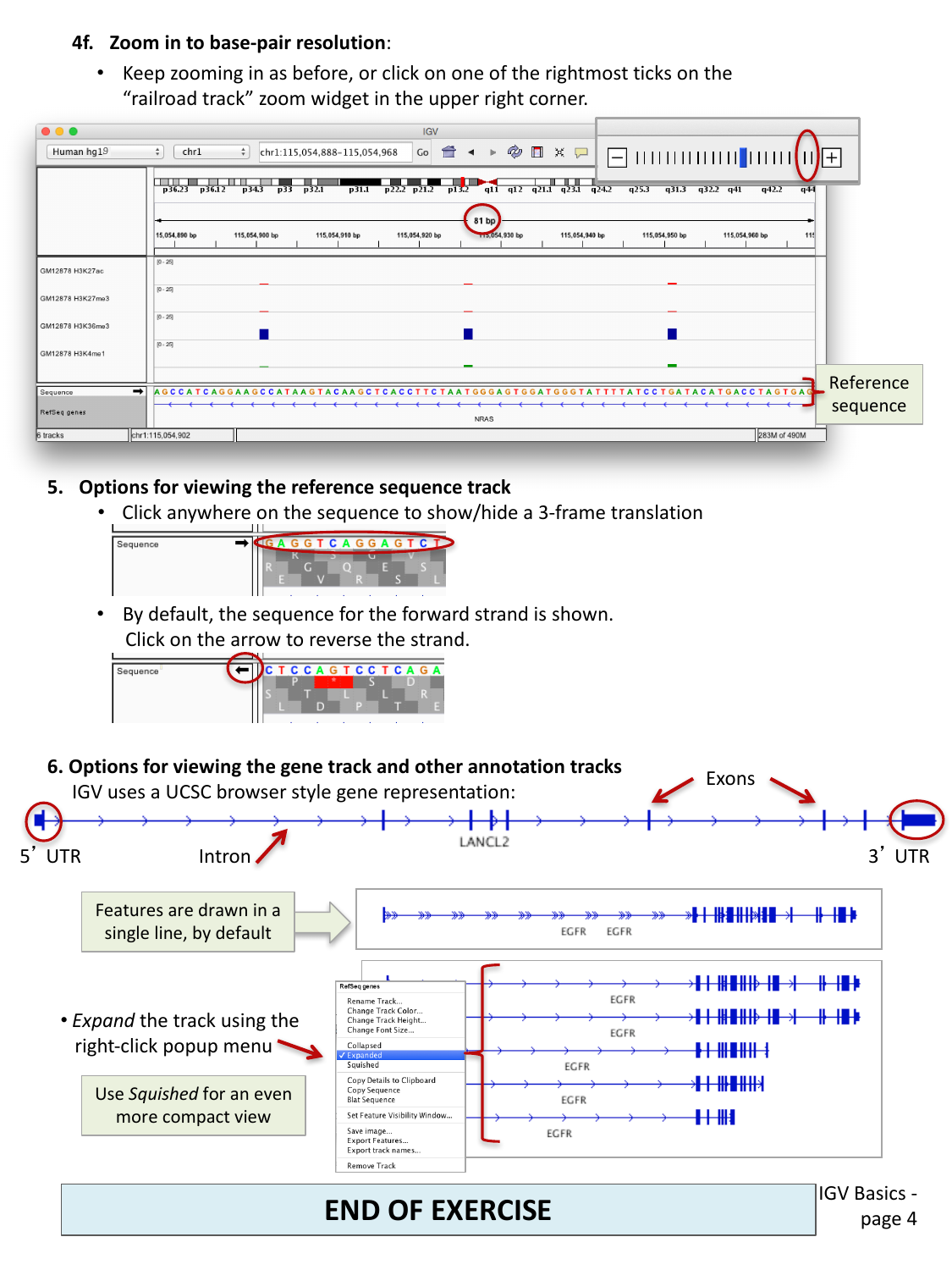 IGV sequence track with 3-frame translation and gene annotation track