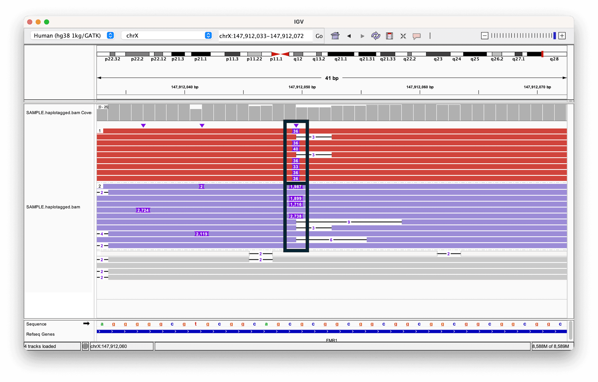 IGV view of reads grouped by haplotype tag showing different insertion sizes between the two alleles at an FMR1 repeat expansion