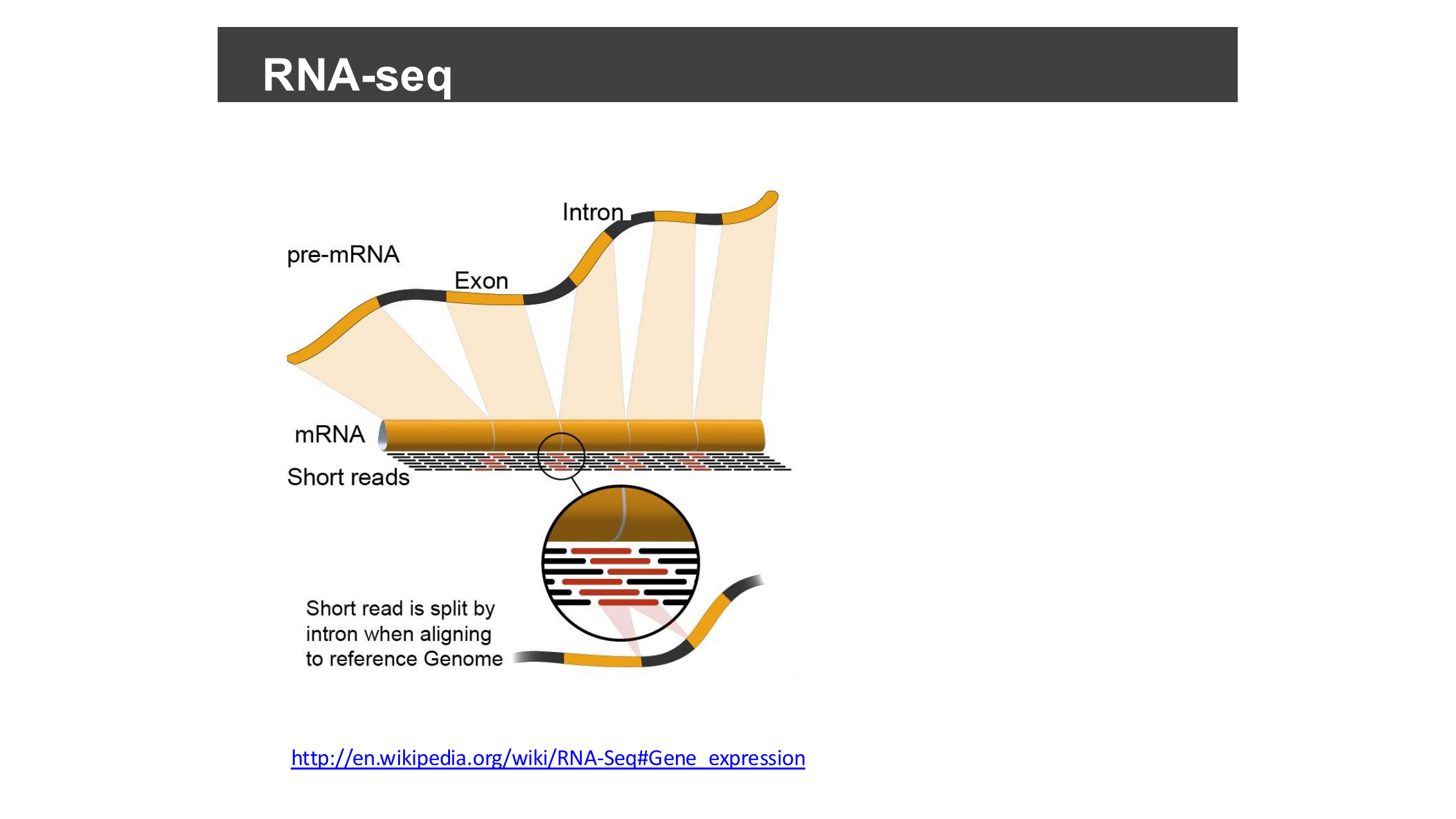 Diagram of pre-mRNA being spliced into mRNA, with short reads sampled from the spliced transcript