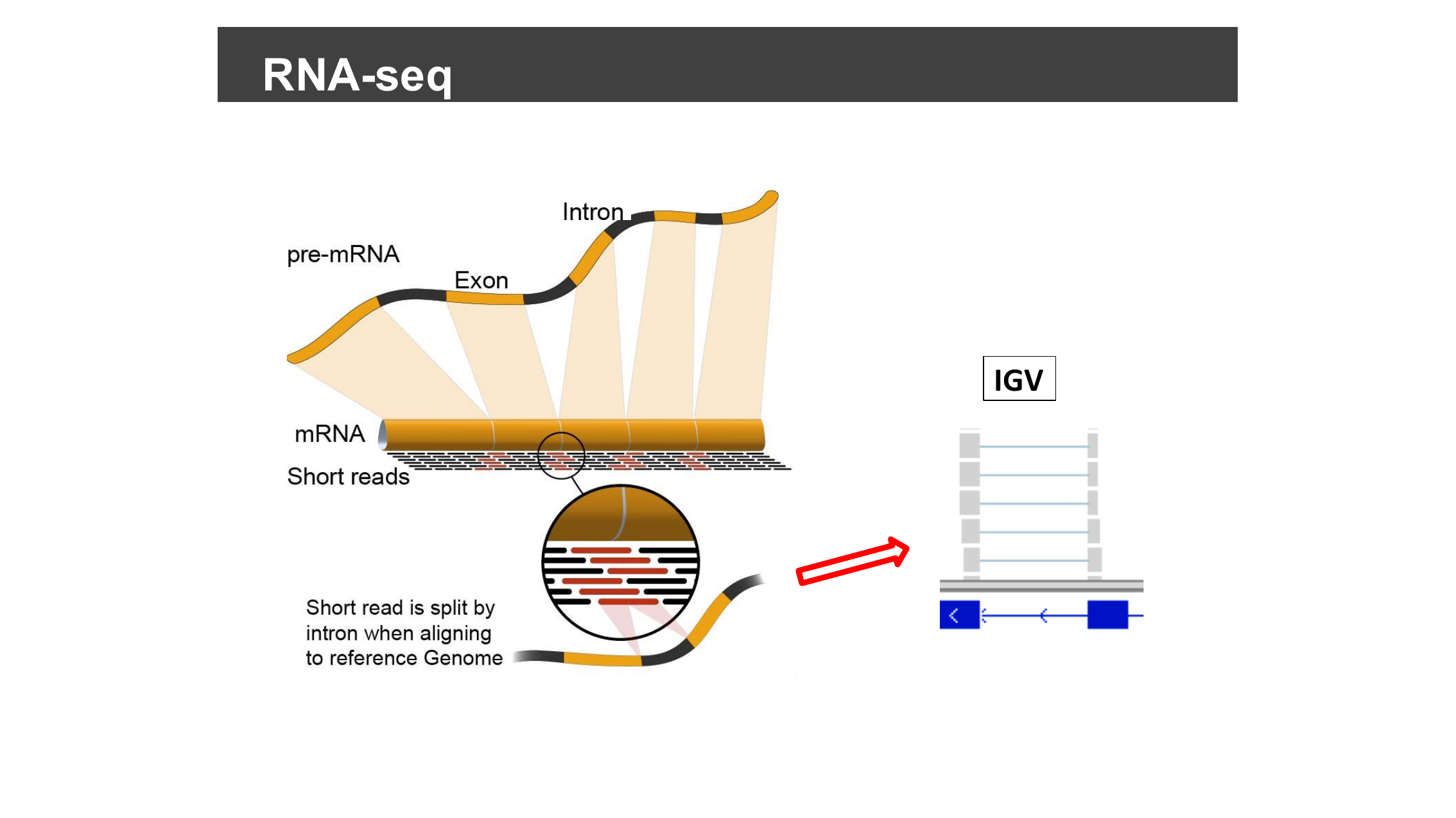 Diagram extending the splicing illustration with an arrow showing the resulting gapped alignment in IGV