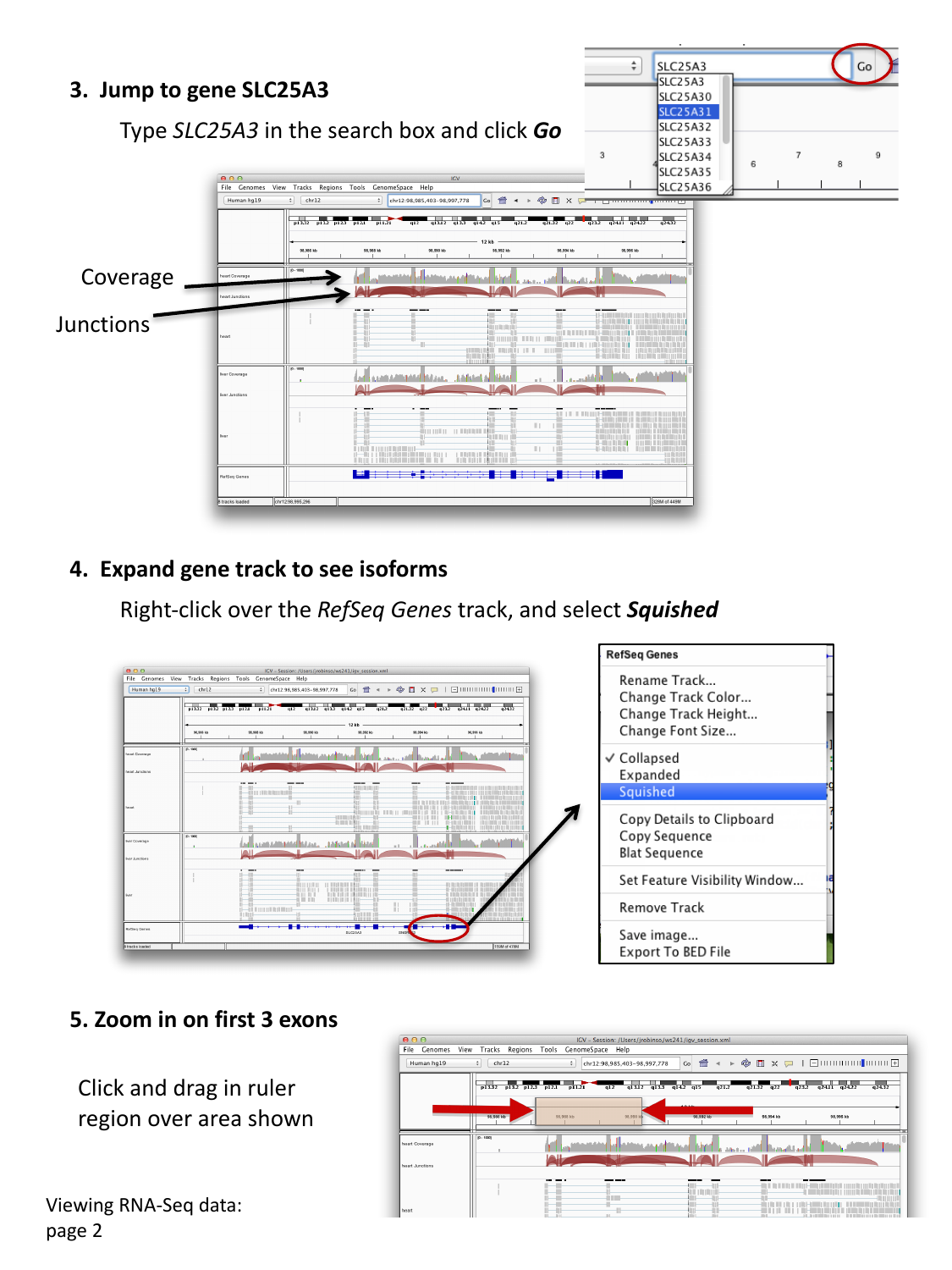 SLC25A3 coverage, junctions, and squished RefSeq gene track