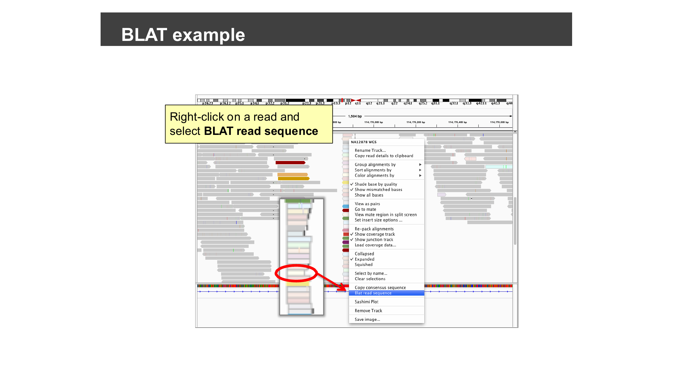 Right-click context menu with Blat read sequence highlighted