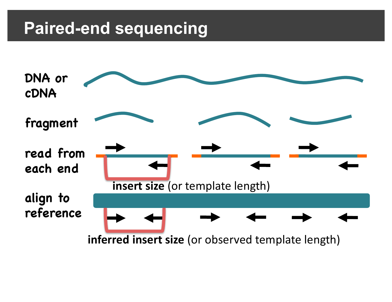 Diagram distinguishing insert size from inferred insert size
