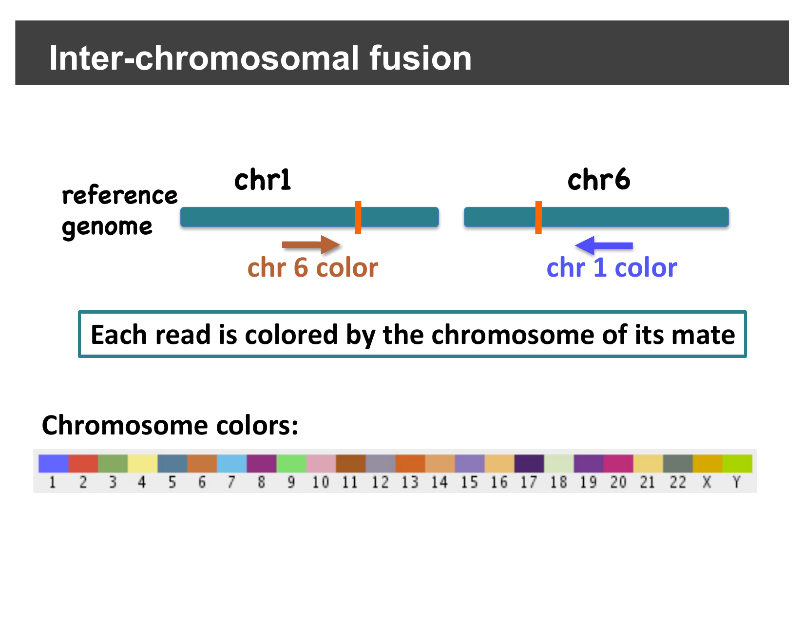 Chromosome color legend used for mate-chromosome coloring