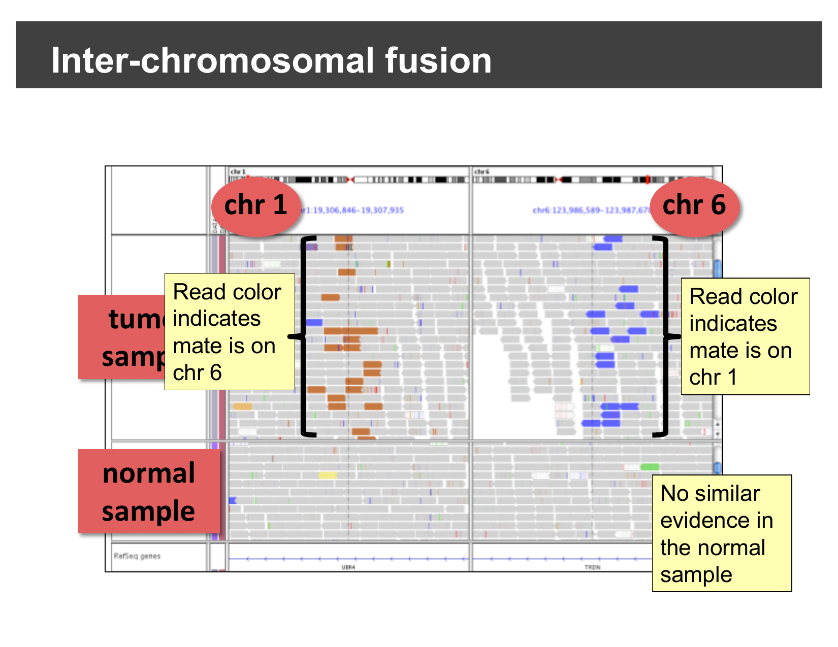 Split-screen view of a chr1/chr6 fusion, tumor sample showing discordant mate-chromosome coloring, normal sample showing none