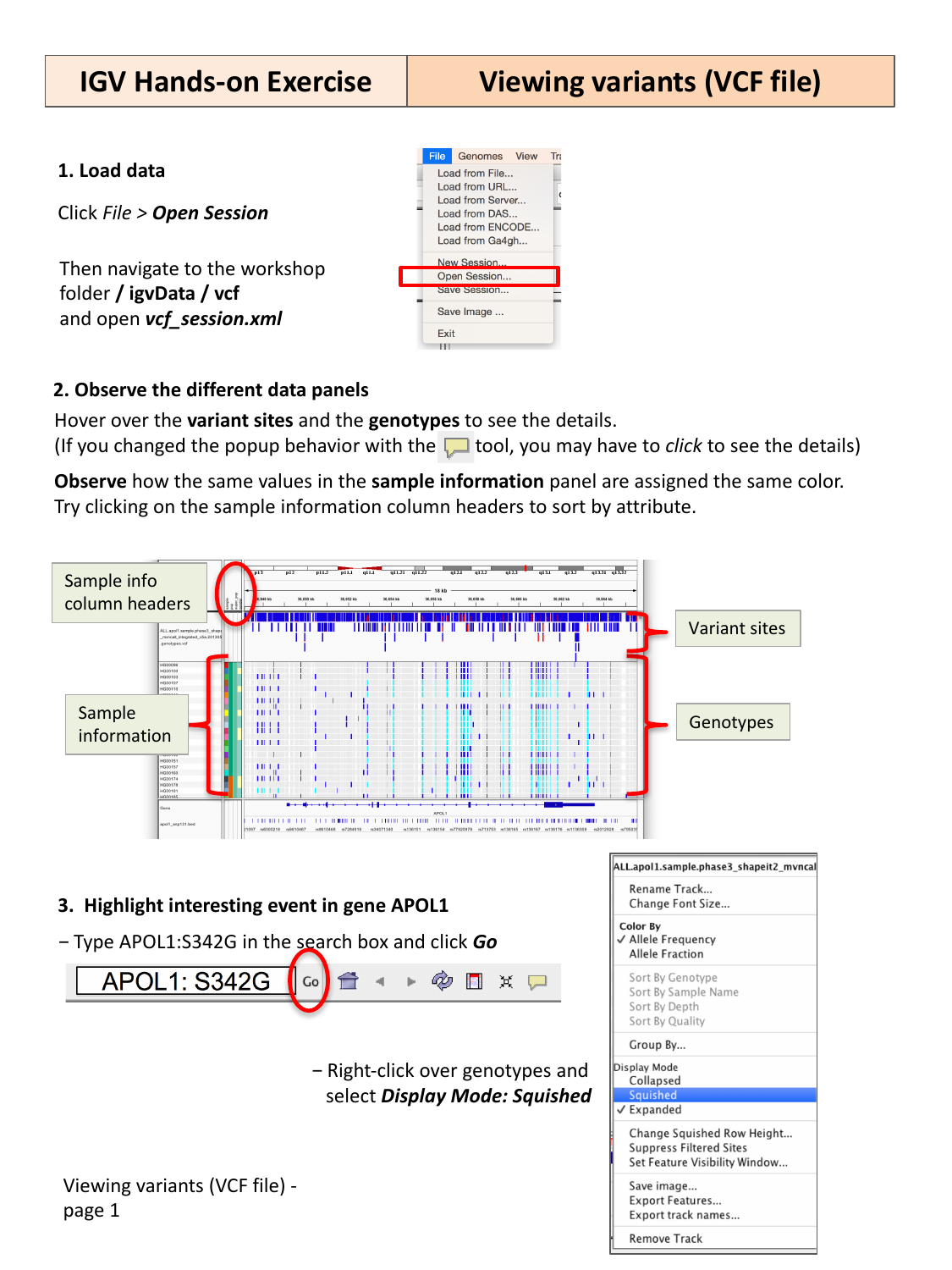 IGV VCF session with variant sites, genotypes, and sample info panel