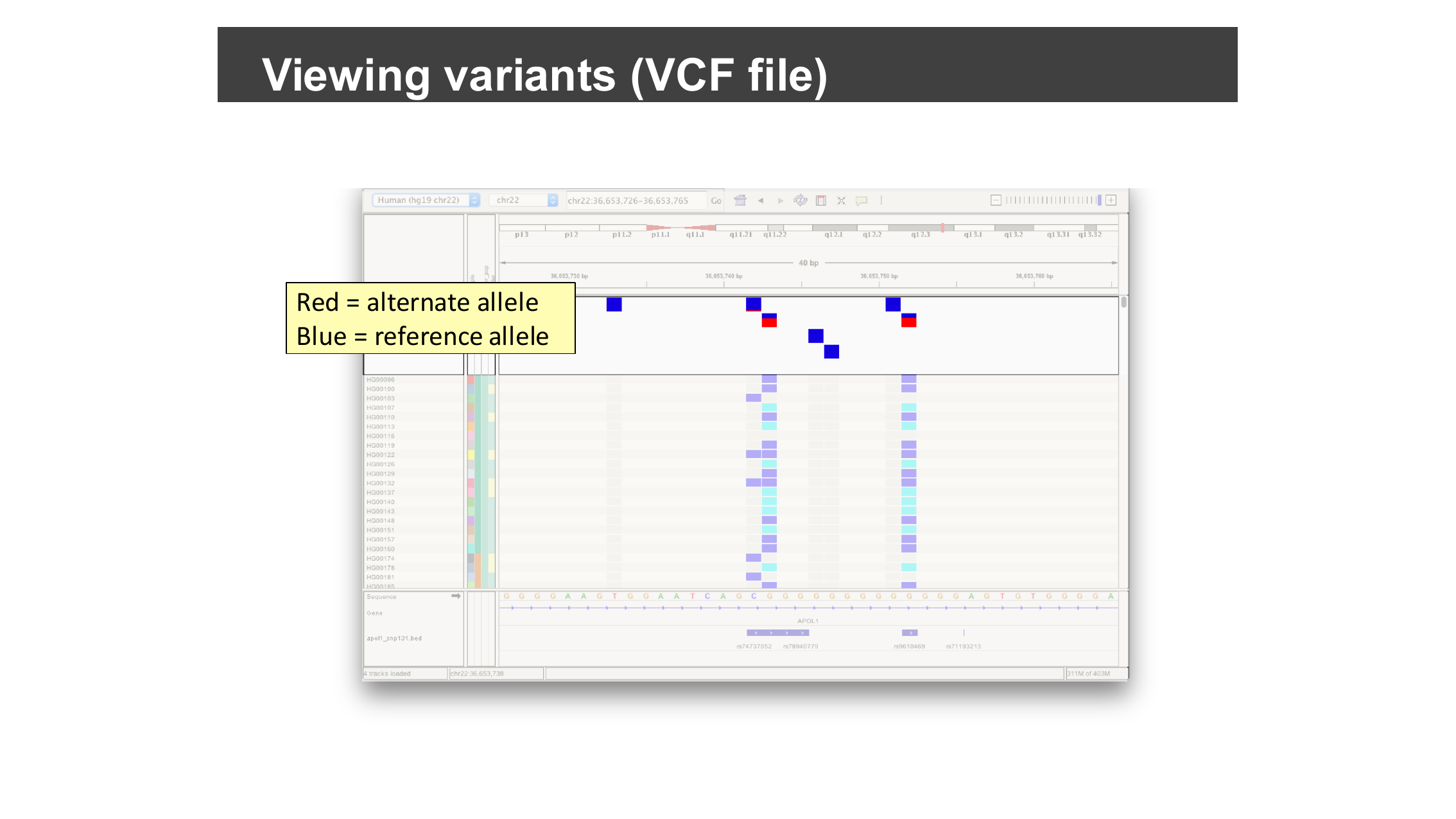 Variant sites colored blue for reference allele and red for alternate allele