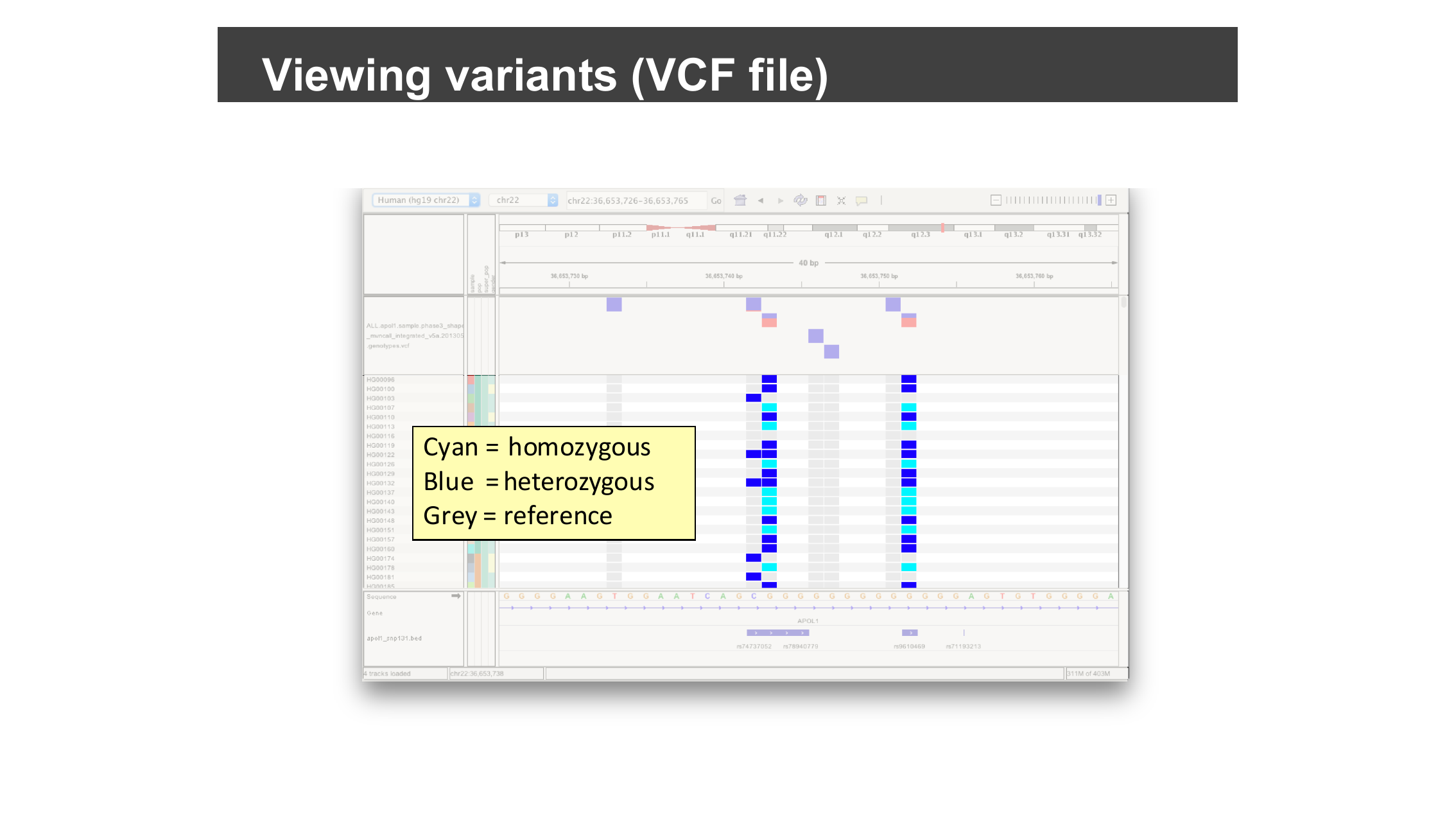 Genotypes colored cyan for homozygous, blue for heterozygous, grey for reference